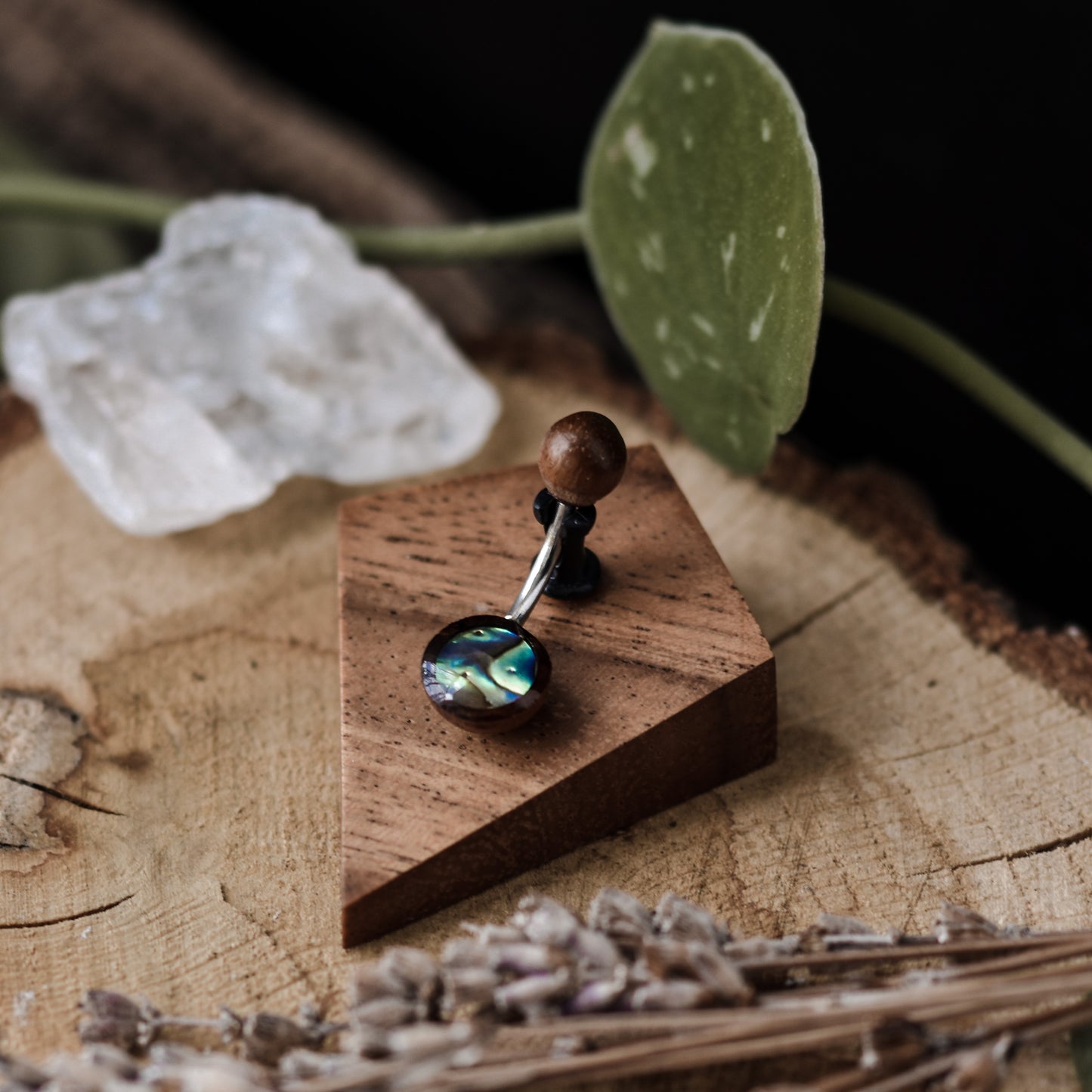 Wooden Abalone Belly Bar